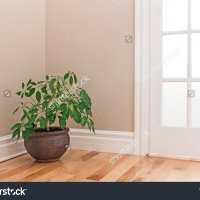 stock-photo-green-plant-in-a-clay-pot-decorating-the-corner-of-a-room-with-a-glass-door-14173891.jpg