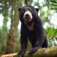 bear.jpg