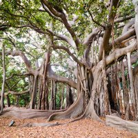 Palermo-Botanical-Gardens-Orto-Botanico-a-Moreton-Bay-Fig-Tree-Banyan-Tree-Ficus-macrophylla-Sic.jpg