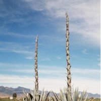 Agave1.jpg