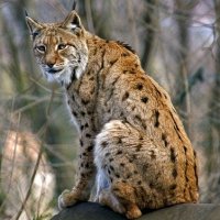 lynx (1).jpg