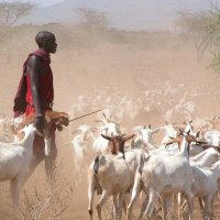 Young-Maasai-herder-sees-a-future-in-pastoralism-gritty.org_.jpg