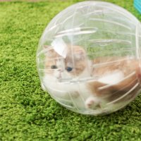 Muffin Hamster Ball Clear blog.jpg