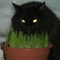 devil-cat-eating-kitty-grass.jpg