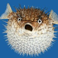 9edcccf3-9ef9-4776-9876-6d7cca4cd6a1_Puffer-Fish_600.jpg