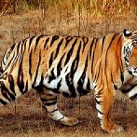 Bengal-Tiger.jpg