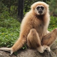 Gibbon.jpg