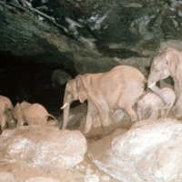 elephantsinacave.jpg