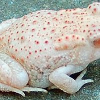 Albino Frog 001.jpg