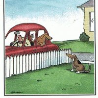 288674c2d17547b9805710aa611be4ee--funniest-cartoons-dog-cartoons.jpg