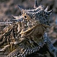 horned lizard.jpg