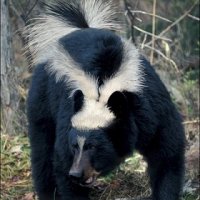 Skunk-Bear--14394.jpg