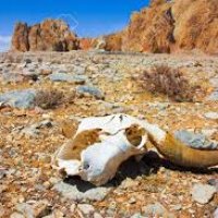 desert.jpg