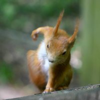 Squirrel Superhero.jpg