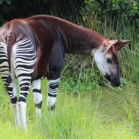 Okapi.jpg