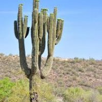 saguaro1.jpg