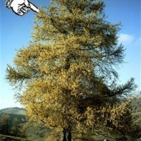 the larch.jpg