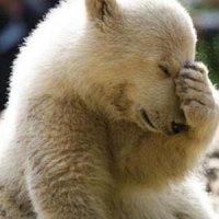 Facepalm-Bear.jpg