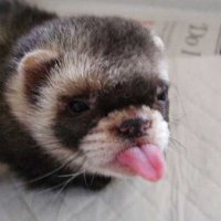 furet.jpg