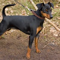 Miniature_pinscher.jpg