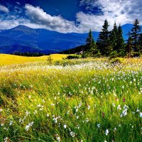 spring-meadow-7.jpg