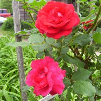 roses2smallhive.jpg