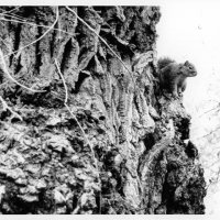 chauzuphoto03.jpg