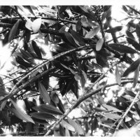 chauzuphoto09.jpg