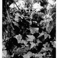 chauzuphoto17.jpg