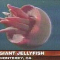 flumph.jpg