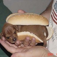 weinerdog.jpg