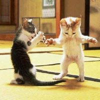 kittensjumping.jpg