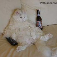 drunkcat.jpg