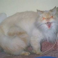 evil cat1.jpg