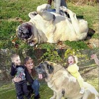 gigantic_dog.jpg