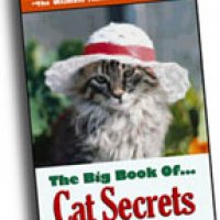 piratecat tells all.jpg