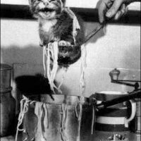 catfood.jpg