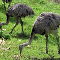 1200px-Greater_rhea_pair_arp.jpg