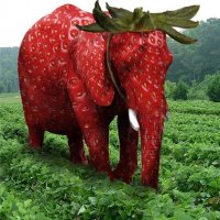 strawberry elephant.jpg