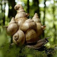 multi-snail.jpg