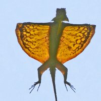 draco_dussumieri_gliding2.jpg
