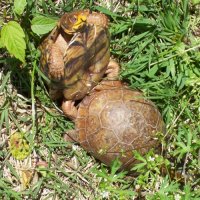 turtlesandorcs_0016.jpg