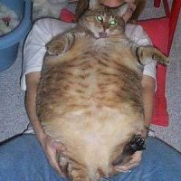 fatcat.jpg