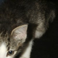 cats04.jpg