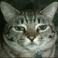 madcat.jpg