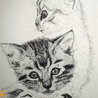 kitty.jpg