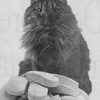 cat_mice.jpg