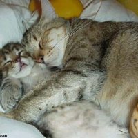 cats002.jpg
