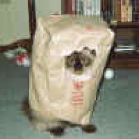cats14-89_small.jpg
