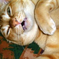 deadcat.jpg
